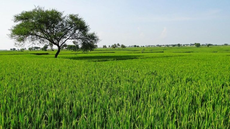 ‘₹10.5 crore in cash…’: Viral post sheds light on 75-80% of farmland deals being run on black money in India