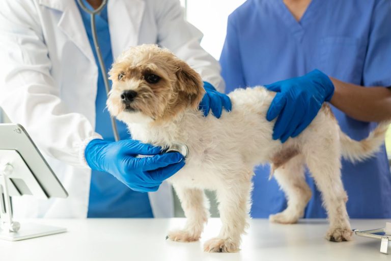 Your guide to what pet insurance covers