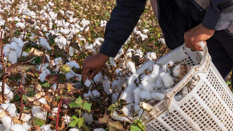 Better Cotton’s new roadmap aims to enhance farmers’ livelihoods