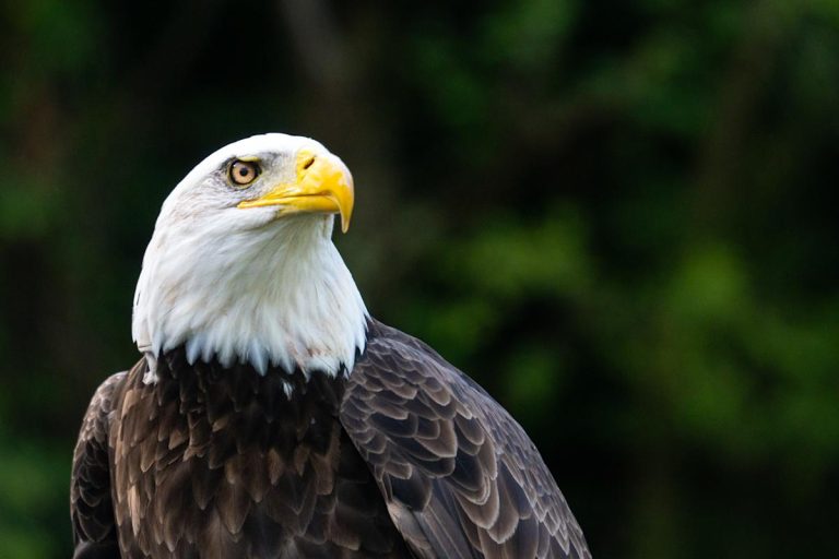 Why you can’t keep the US economy and stock market down for very long
