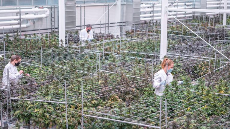 Higher Returns with Aurora Cannabis – Initiation Report