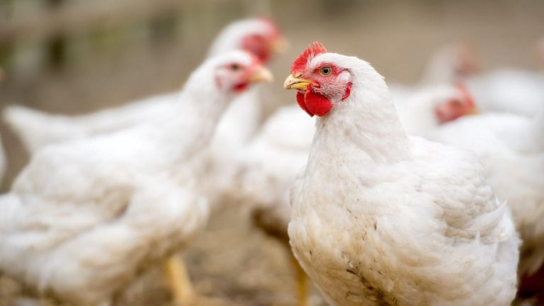 Rising feed costs and falling poultry prices hit Astral Foods’ first-half earnings