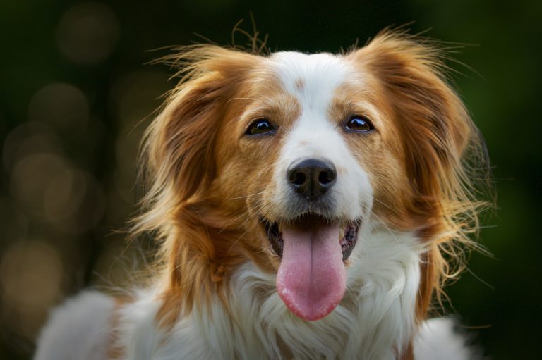 Rituals of Care: A Mindful Dog Owner’s Daily Rhythm