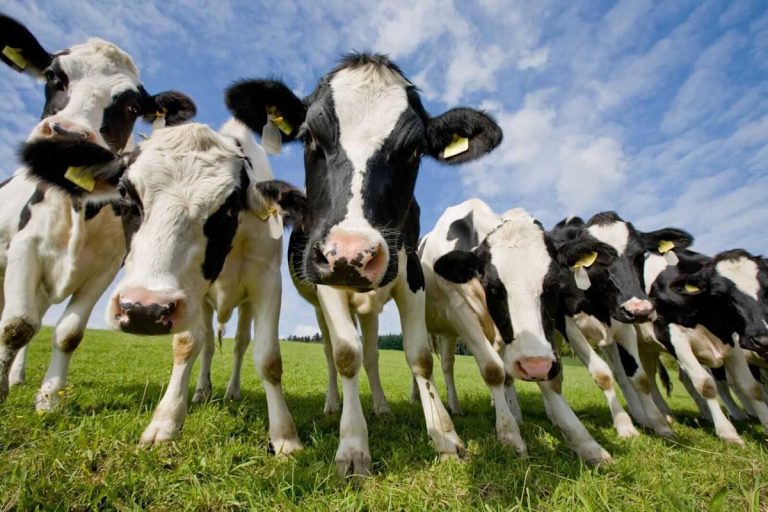 Cattle Hit a Speedbump Last Week. Is This the End of the Bull Run?