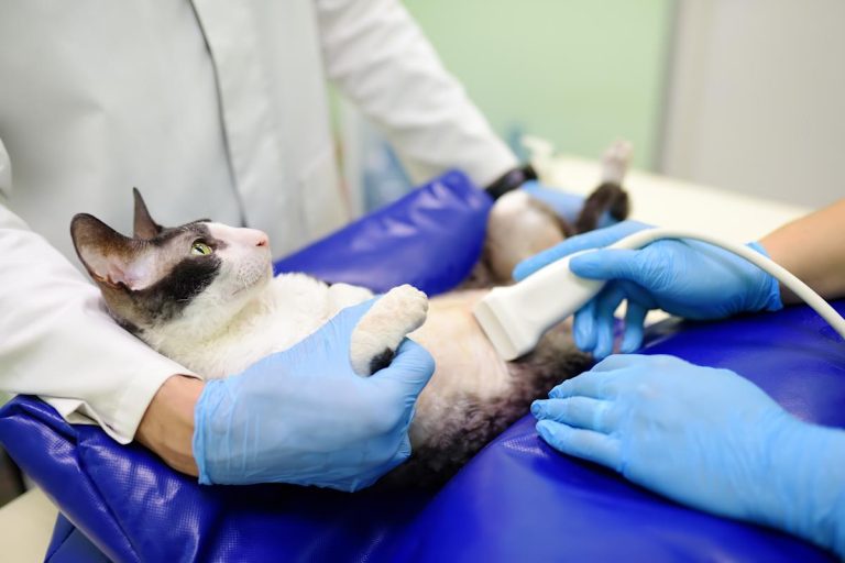 Prudent pet insurance review 2025