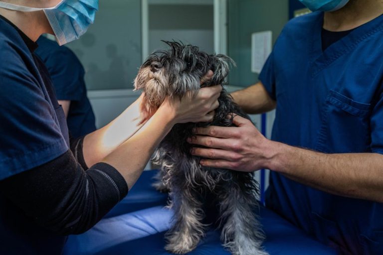 Lemonade pet insurance review 2025