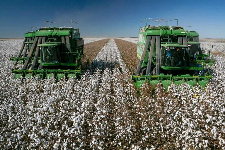 Cotton Losses Extending on Tuesday