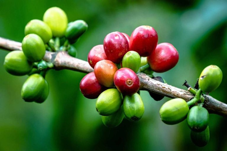 Bears Have the Advantage as Arabica Coffee Falls. Here Are the Levels to Watch Before You Sell.
