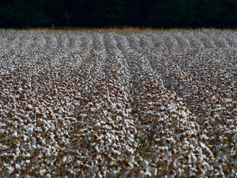 Cotton Sneaking Back Higher on Wednesday