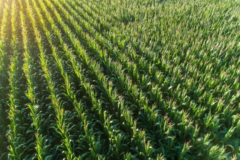 What to Watch as Critical Period for Corn, Soybeans Begins