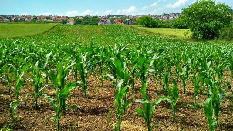Agriculture, dairy remain sticking points in India US trade deal