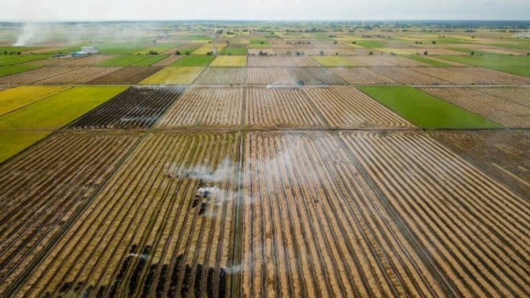 ‘4,000 5,000 litre of water for 1kg of rice’: Punjab is farming itself into a grave, warns Acharya Prashant