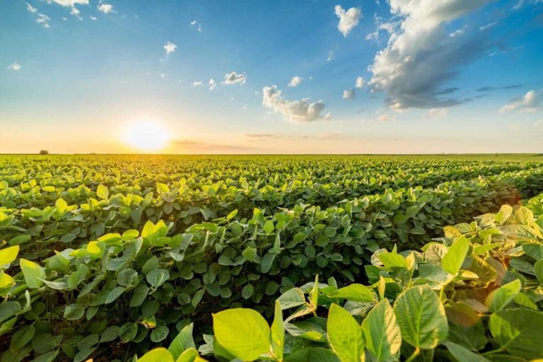 Soybeans Showing Quiet Midday Trade with Non-eventful USDA Reports