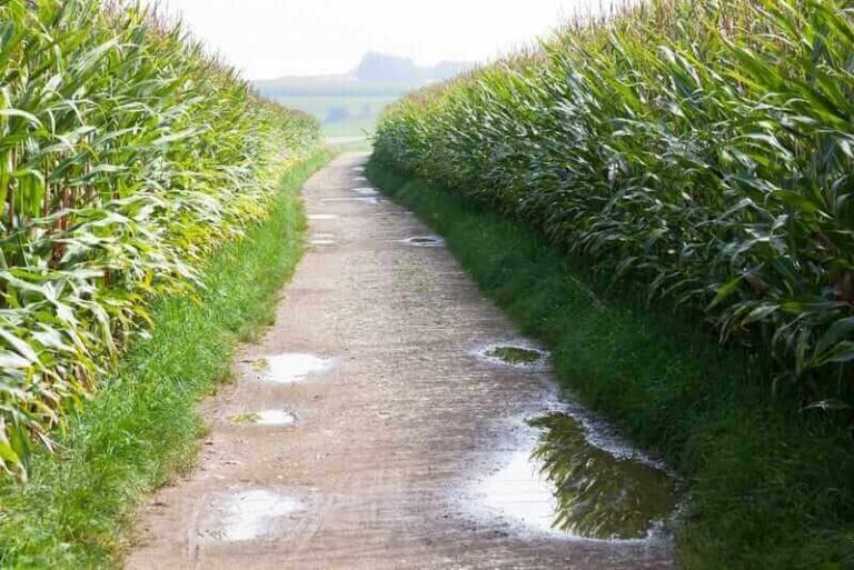 Does the 2025 Corn Crop Have a Pollination Problem?