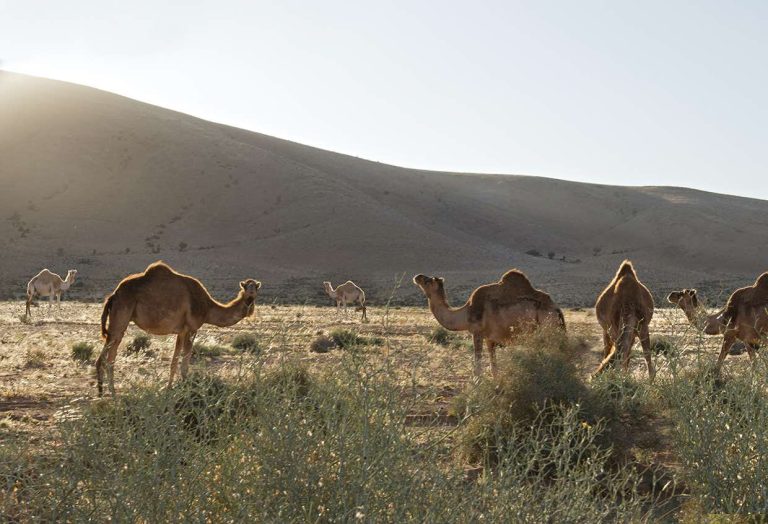 On The Road Less Travelled [Morocco]